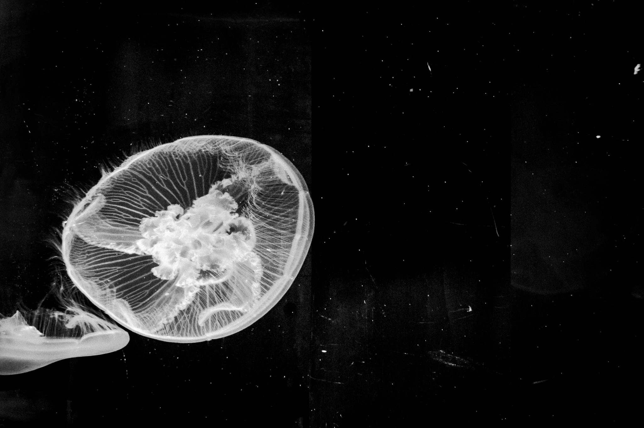 jellyfish