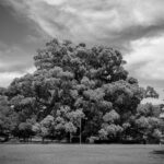 曇り空の下で、枝を大きく広げて立つ一本の大きな木（白黒写真）