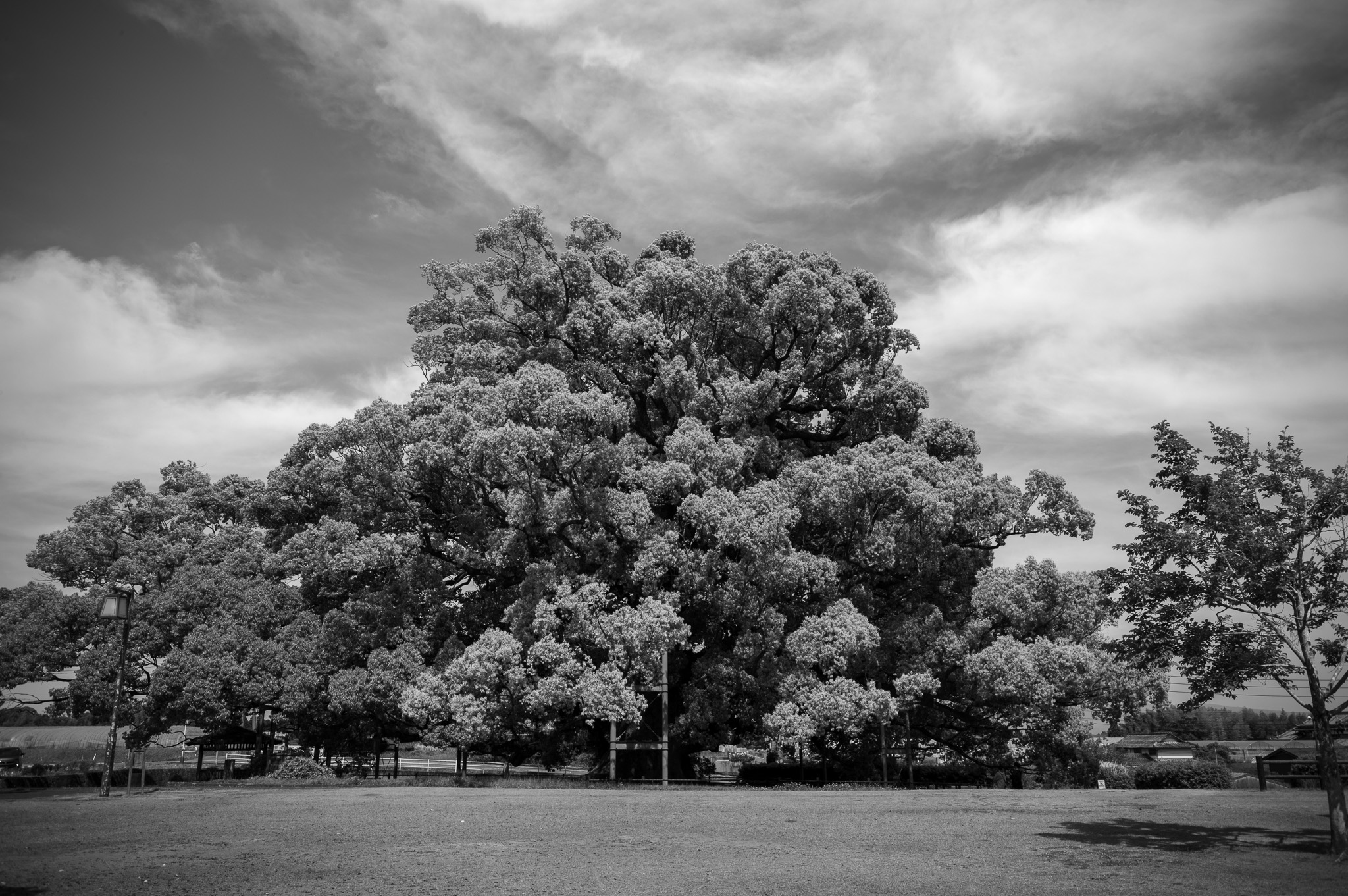曇り空の下で、枝を大きく広げて立つ一本の大きな木（白黒写真）